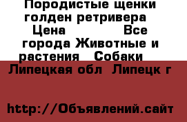 Породистые щенки голден ретривера › Цена ­ 25 000 - Все города Животные и растения » Собаки   . Липецкая обл.,Липецк г.